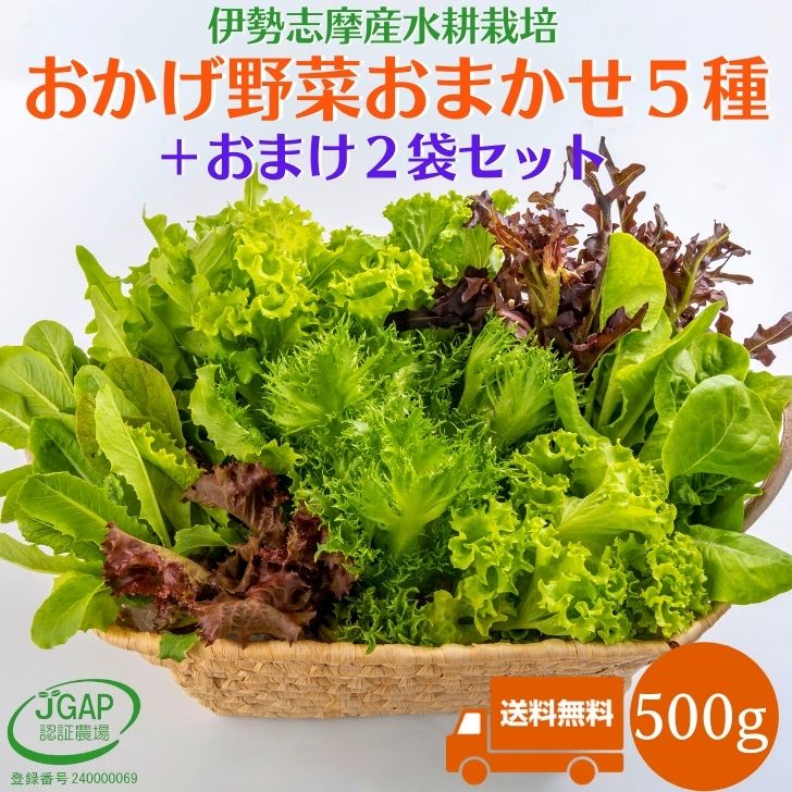 野菜セット500g 送料無料 水耕栽培 伊勢志摩産 おかげ野菜5種類＋おまけ野菜2袋詰め合せ サラダ 野菜詰め合わせ 生野…