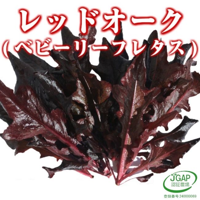 ̺ݥ֥٥ӡ꡼ե쥿໺ľľڤ䤵