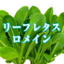 【4月7日〜10月初旬頃まで要クール便。送料＋クール代220円〜】 ●JGAP認証品目です！● ●特徴● ロメインレタスの「ロメイン」というのは、「ローマの」という意味で、元々はエーゲ海のコス島が原産とされており、コスレタスとも呼ばれます。 葉が巻かず立った状態で成長します。 外葉が厚めでほのかな苦みがあり、内葉や葉先は柔らかく、少しもっちりとして、シャキシャキした食感です。 ●主な栄養素● 玉レタスよりも栄養価が高く、特にβカロテン、葉酸が豊富です。 ●楽しみ方● ロメインレタスは、シーザーサラダでいただくのが定番です。 ロメインレタスの栄養素は比較的熱に強く、炒め物やスープにしてもシャキシャキとした食感が残り、美味しくいただけます。 商品説明名称リーフレタス　ロメイン内容量50g生産地三重県