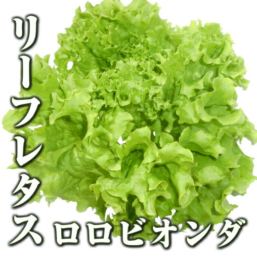 リーフレタス ロロビオンダ緑 50g 水耕栽培 伊勢志摩産 野菜 農家直送 サラダ レタス 産地直送 おかげ野菜 やさい JGAP認証農場