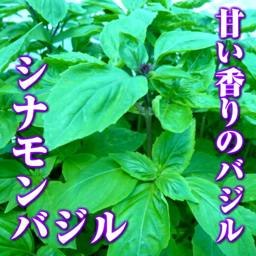 シナモンバジル みんな探してる人気モノ シナモンバジル 食品 シナモンバジル みんな探してる人気モノ シナモンバジル 食品
