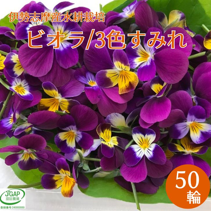 エディブルフラワー ビオラ（3色すみれ）50輪 スミレ 食用花 水耕栽培 農家直送 産地直送 伊勢志摩産 食べられる花 有機種子使用 ハーブ 生花 栽培期間中化学農薬不使用 デコレーション 飾りつけのサムネイル