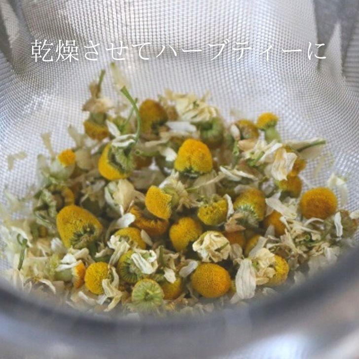 ジャーマンカモミール 種 エディブルフラワーの種 食用花 ハーブ グリーンフィール...