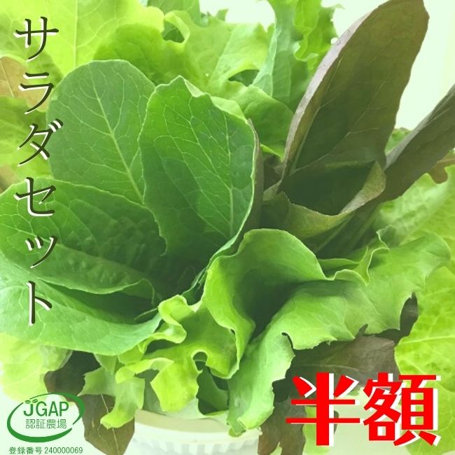 おかげ野菜 サラダセット 150g 水耕栽培 サラダ 生野菜 セット 農家直送 産地直送 伊勢志摩産 おかげ野..