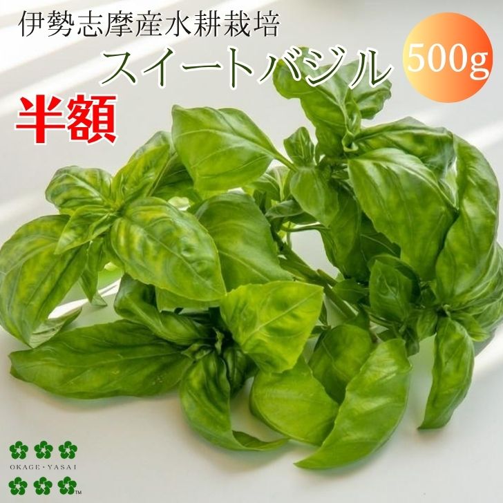 【半額】バジル（スイートバジル） たっぷり500g 水耕栽培 生バジル ハーブ フレッシュハーブ バジルソース 業務用 伊勢志摩産 国産 農家直送 産地直送 栽培期間中化学農薬不使用 おかげ野菜