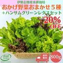 【20%OFF】 野菜セット 800g 送料無料 水耕栽培 伊勢志摩産 野菜 農家直送 おまかせおかげ野菜5種類+ハンサムグリーンレタス詰め合せ サラダ 野菜詰め合わせ おまかせ セット レタス ベビーリーフ ハンサムグリーン 産地直送 やさい JGAP認証農場
