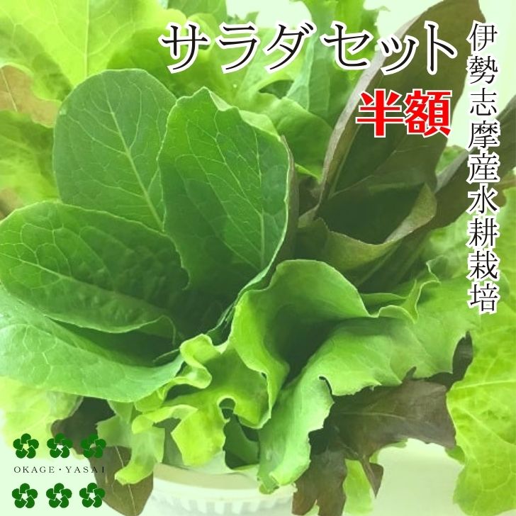 【半額】おかげ野菜 サラダセット 140g 水耕栽培 サラダ 生野菜 セット 農家直送 産地直送 伊勢志摩産 ..