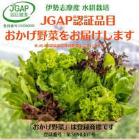 ハンサムグリーンレタスたっぷりセット1kg業務用サラダ水耕栽培伊勢志摩産産地直送おかげ野菜生野菜