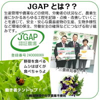 ハンサムグリーンレタスたっぷりセット1kg業務用サラダ水耕栽培伊勢志摩産産地直送おかげ野菜生野菜