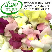 キンギョソウ20輪(食用花)伊勢志摩産・水耕栽培