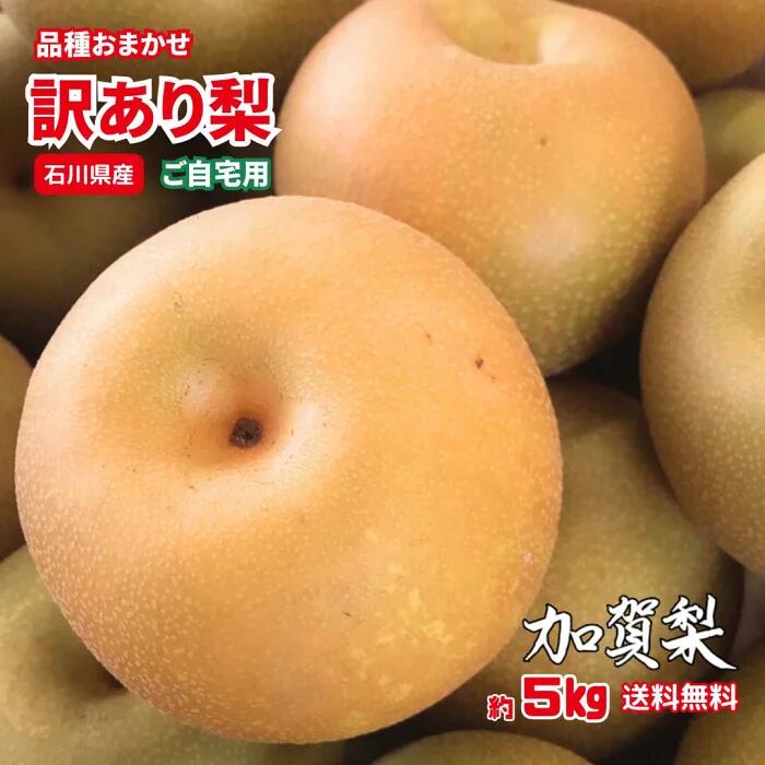 【100円値引きクーポン有】約5kg 訳あり 品種おまかせ 梨 石川県産 加賀梨 幸水 豊水 秋月 新高 和梨 国産 フルーツ 果物 自宅用 家庭用 数量限定 期間限定 秋 人気 おすすめ ご当地 お取り寄せ 規格外 理由あり【常温便】【送料無料】のサムネイル