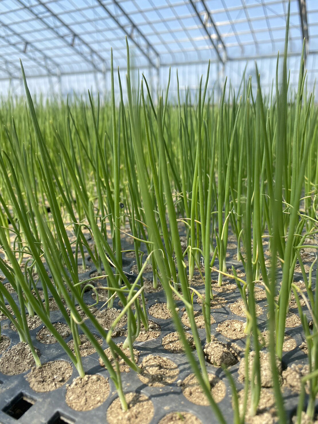 《北海道産》シャッキシャキ！たまねぎ　8kg　M~2L混玉サイズ　農家直送　新鮮　採...