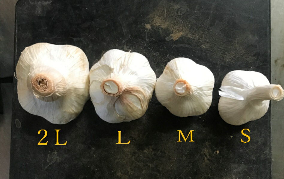 《送料無料》J-GAP認定農園 　にんにく　ニューホワイト6片　1kg　 S~2L混み玉サイズ　北海道産　甘みと旨みたっぷり！　素揚げ　アヒージョ　パスタ　焼き肉　ラーメン　餃子　オイル漬け （株)ファーマーズワン　farmersone