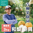 【予約受付中】和梨 新興 しんこう 秀品 贈答用 3kg (4〜6大玉) 生産者・青柳果樹園 新潟県産 お中元 送料無料 ギフト 贈り物 贈答品