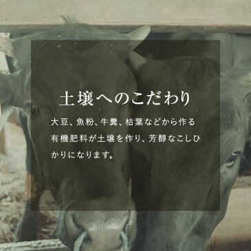 米 新潟産 コシヒカリ 5kg 送料無料 新潟県産 29年産 【あす楽】選べる 白米 玄米 お中元 のし対応 無洗米より甘い 【商品レビューで次回使えるクーポンプレゼント♪】