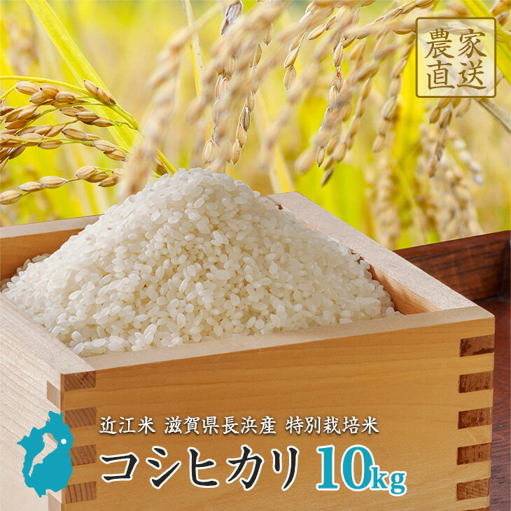 コシヒカリ 10kg 二等米 お米 滋賀県産 近江米 令和元年産 新米 【送料無料】北海道 沖縄 一部離島は別途送料