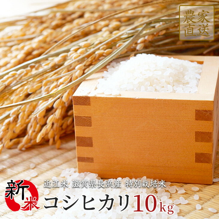 【予約販売】新米 コシヒカリ 10kg 令和2年産 近江米 滋賀県産 【9月中旬入荷...