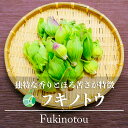 フキノトウ　ふきのとう　山菜　天然物　約100g～　長野県産　山の幸　天ぷら　ふきみそ