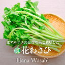 花わさび　花ワサビ　野菜　3束　約300g　長野県安曇野産