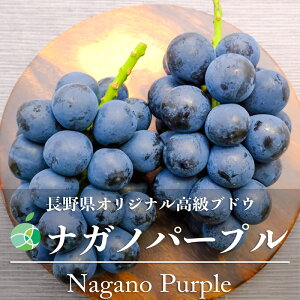 送料無料　ナガノパープル　ぶどう　ハウス栽培　約1kg　2〜3房　長野県産