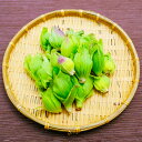 フキノトウ・ふきのとう 山菜 天然物