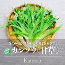 甘草　カンゾウ　山菜　約100g　長野県産　萱草　野草　若芽　山の幸　春の味覚