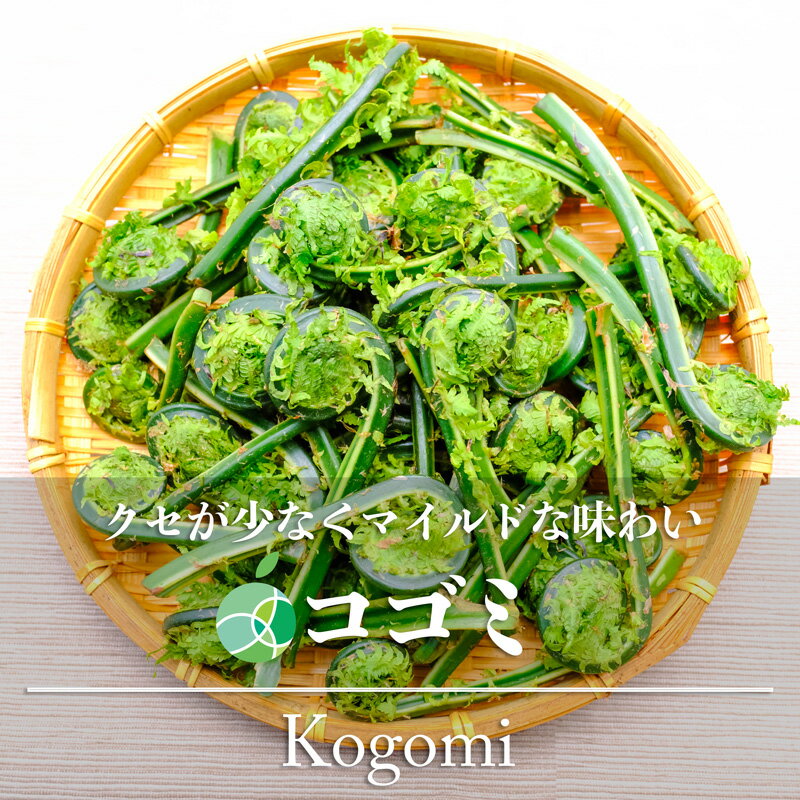 コゴミ　こごみ　山菜　天然物　約200-800g　長野県産