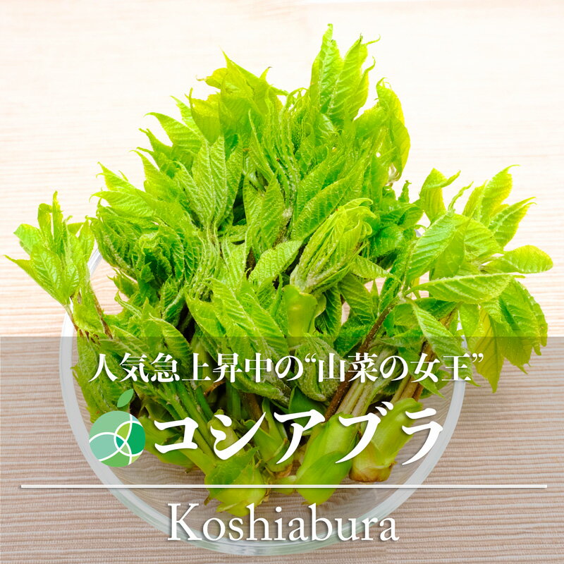 コシアブラ　こしあぶら　約100-400g　長野県産　山菜　天然物　長野・新潟県産　国産　春の味覚　山の幸　天ぷら　和え物