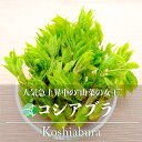 【送料無料】【ぜんまい水煮】お得な箱買い！「嬉山菜　ぜんまい130g」×10袋【山菜の水煮】【煮物、炒め物、和え物、ナムル、和食、韓国料理】【嬉山菜シリーズ】