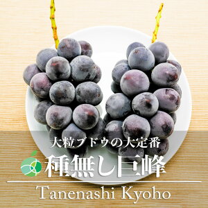 種なし巨峰　ぶどう　贈答用　秀1kg　2〜3房　長野県産　敬老の日　2023　フルーツ　ギフト