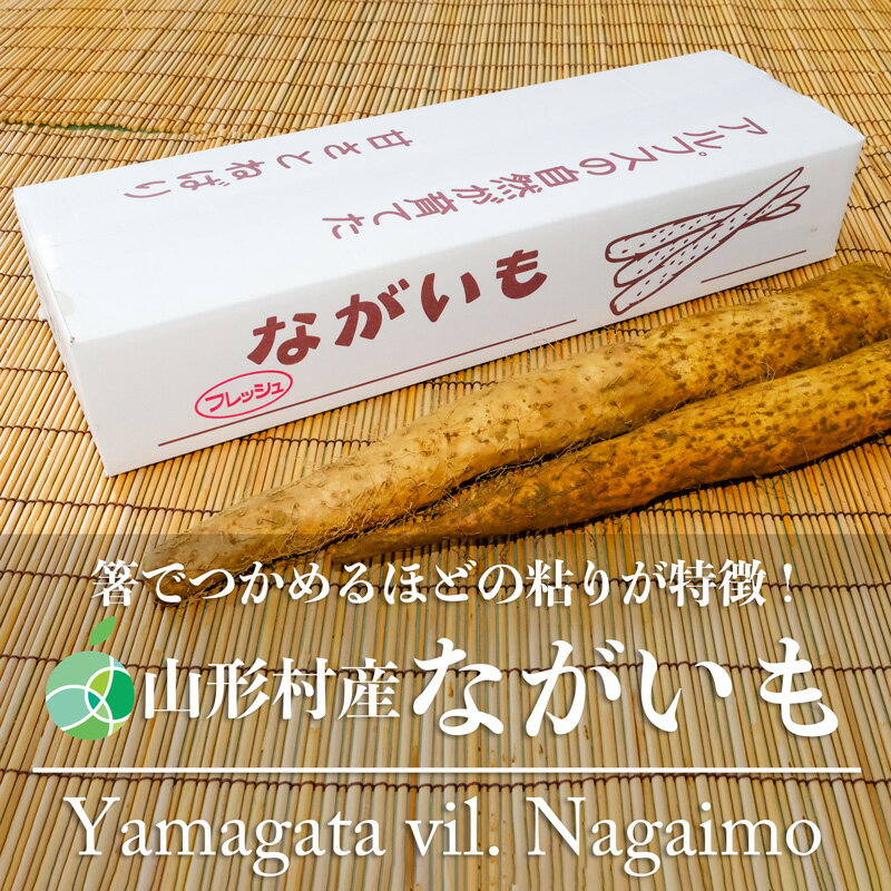 山形村産ながいも　長芋　やまいも　2-3L　約3-10Kg　長野県山形村産　ギフト　野菜