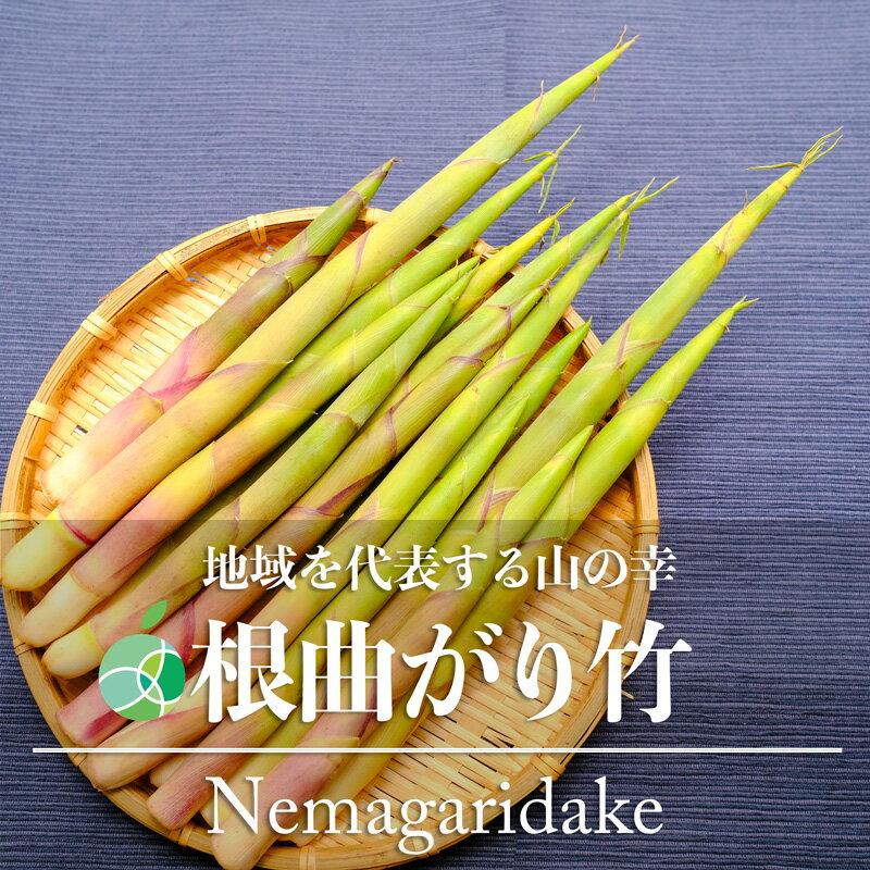 根曲がり竹　姫竹　山菜　天然物　約300-1000g　長野県産　細竹　筍　たけのこ　ギフト　贈り物　プレゼント　お礼　お供え