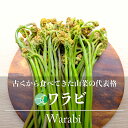 ワラビ　わらび　山菜　天然物　アク取り用の炭付き　約300-1000g　長野・新潟県産　国産　春の味覚　山の幸　天ぷら　おひたし