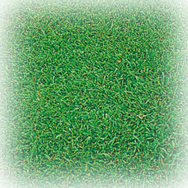 芝の種　ケンタッキーブルーグラス　ムーンライトSLT　1kg　緑化用　芝生用