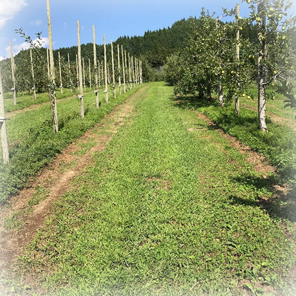 �̼������Ѻ����ҡ��ե롼�ĥ��ݡ��������ȡ���ե�����+���󥿥å����֥롼���饹2�ﺮ�硡1kg�����Ϸ�����