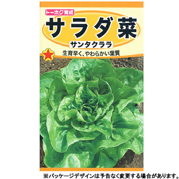 トーホク　野菜の種/種子　サラダ菜　サンタクララ　種　（追跡可能メール便発送　全国一律370円）03503