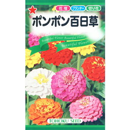 トーホク　花の種/種子　百日草　ポンポン百日草　種　（追跡可能メール便発送　全国一律370円）00145