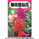 日本農産　花の種/種子　ほうせんか　椿咲鳳仙花　種　（追跡可能メール便発送　全国一律370円）40068