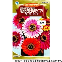 ウタネ　花の種/種子　切花百日草（ジニア）　ワーリーギッグ　種　（追跡可能メール便発送　全国一律370円）90038