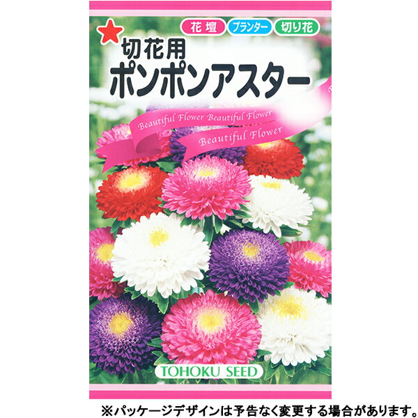 トーホク　花の種/種子　アスター　切花用ポンポンアスター　種　（追跡可能メール便発送　全国一律370円）00090のサムネイル