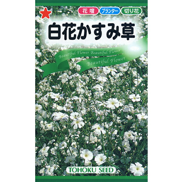 トーホク　花の種/種子　白花かすみ草　内容量1ml　種 （追跡可能メール便発送　全国一律370円）00566
