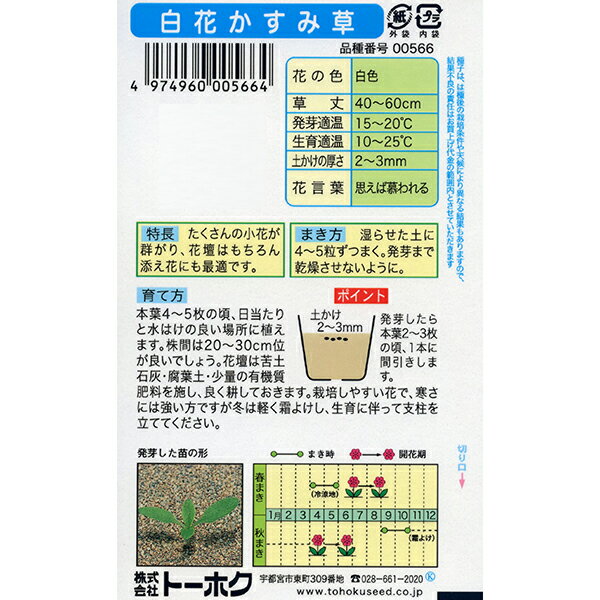 トーホク　花の種/種子　白花かすみ草　種 （追跡可能メール便発送　全国一律370円）00566 2