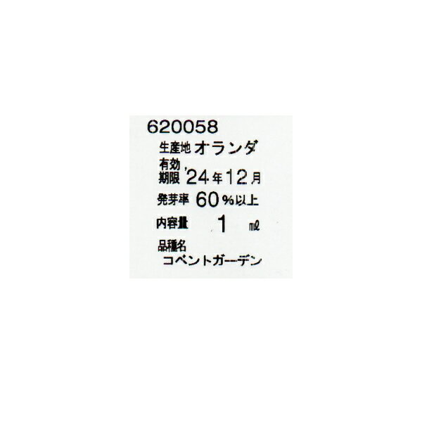 トーホク　花の種/種子　白花かすみ草　種 （追跡可能メール便発送　全国一律370円）00566 3