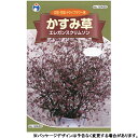 ウタネ　花の種/種子　かすみ草　エレガンスクリムソン　種　（追跡可能メール便発送　全国一律370円）12430