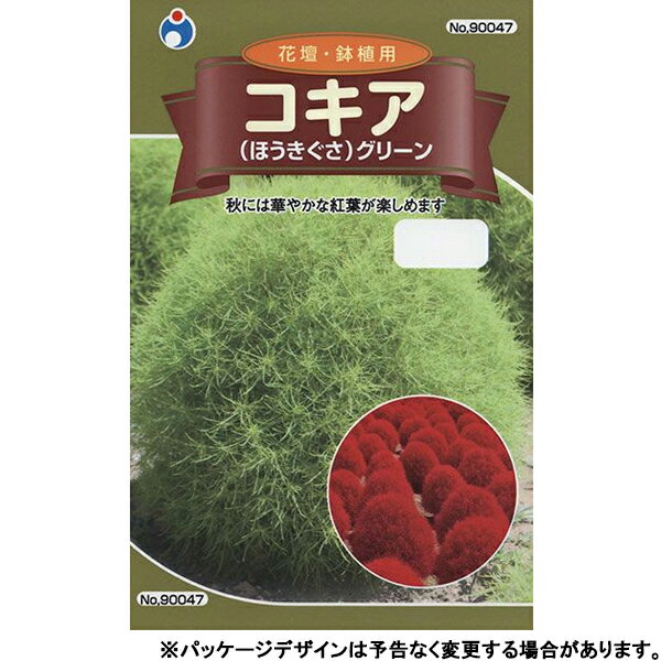 ウタネ　花の種/種子　コキア　（ほうきぐさ）グリーン　種　（追跡可能メール便発送　全国一律370円）90047