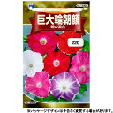 ウタネ　花の種/種子　あさがお　巨大輪朝顔　暁の混合　種　（追跡可能メール便発送　全国一律370円）12426