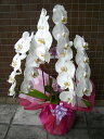 胡蝶蘭(白花、3本立ち)
