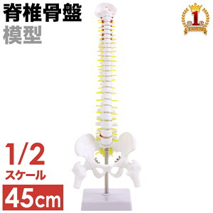 【最大2000円OFF★クーポン利用5/1〜】 人体模型 脊髄骨盤模型 45cm 45293 サイズ ハーフ 2分の1 吊り下げ 台座付き 後頭骨 股関節 男性骨盤 脊柱可動 ヘルニア病部 脊髄神経根 椎骨動脈 椎間板 脊髄 背骨 脊椎 外科 診察 診療 病院 スタンド付き 人骨 模型
