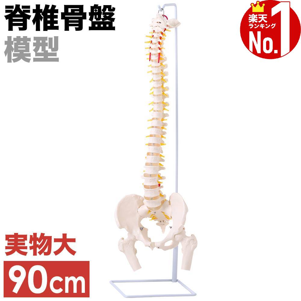 人体模型 脊髄骨盤模型 90cm 実物大 