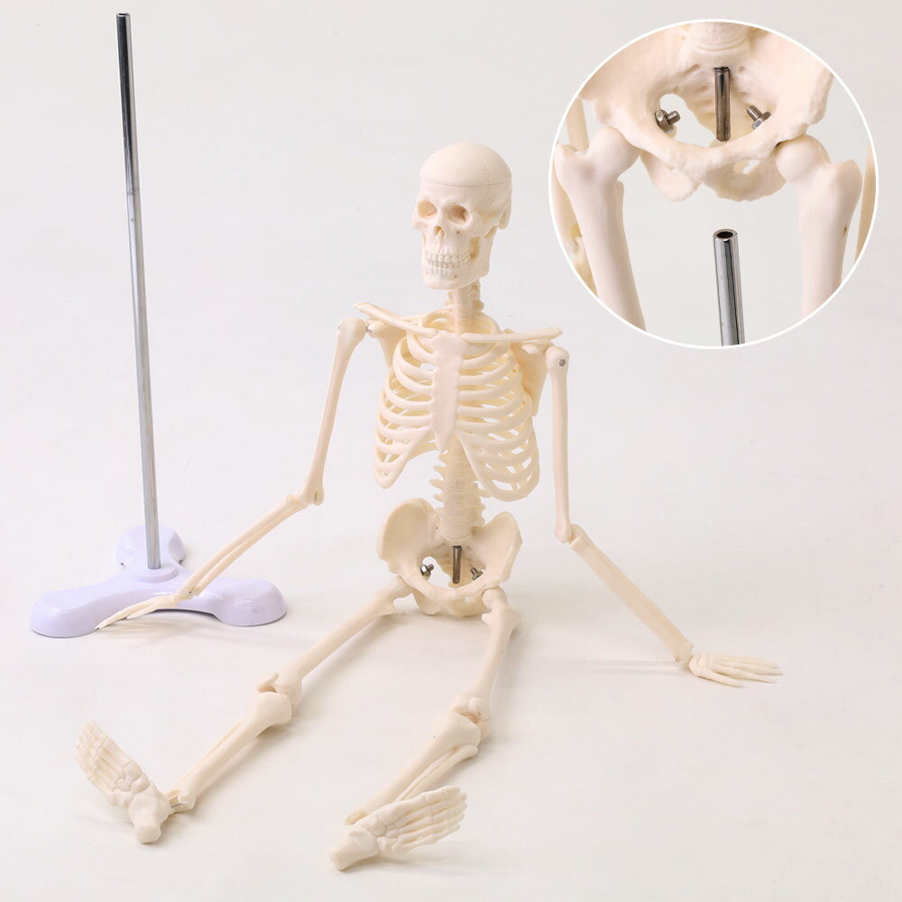 人体模型 ミニ 人体骨格模型 骨格標本 45cm 1/4 モデル ホワイト 台座 可動域 どくろ 人形 ホラー 人形..